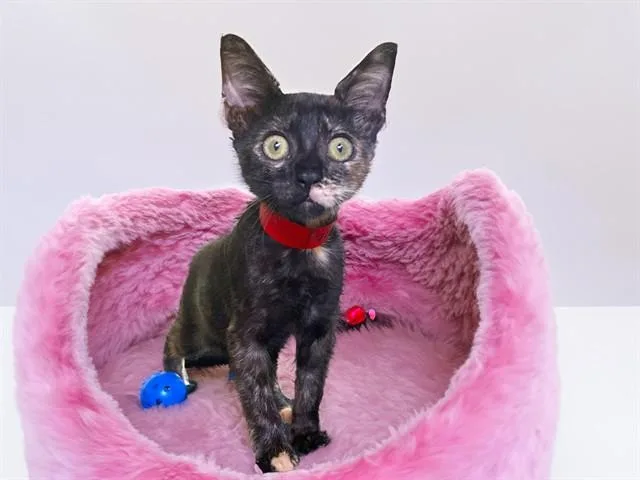 A baby medium-sized female Domestic Short Hair cat named Penny for adoption in Fort Lauderdale, FL