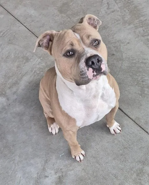 An adult large-sized male Pit Bull Terrier dog named Burrito Sanchez for adoption in Decatur, IL