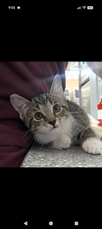 A baby small-sized female Domestic Short Hair cat named Doodle for adoption in Largo, FL
