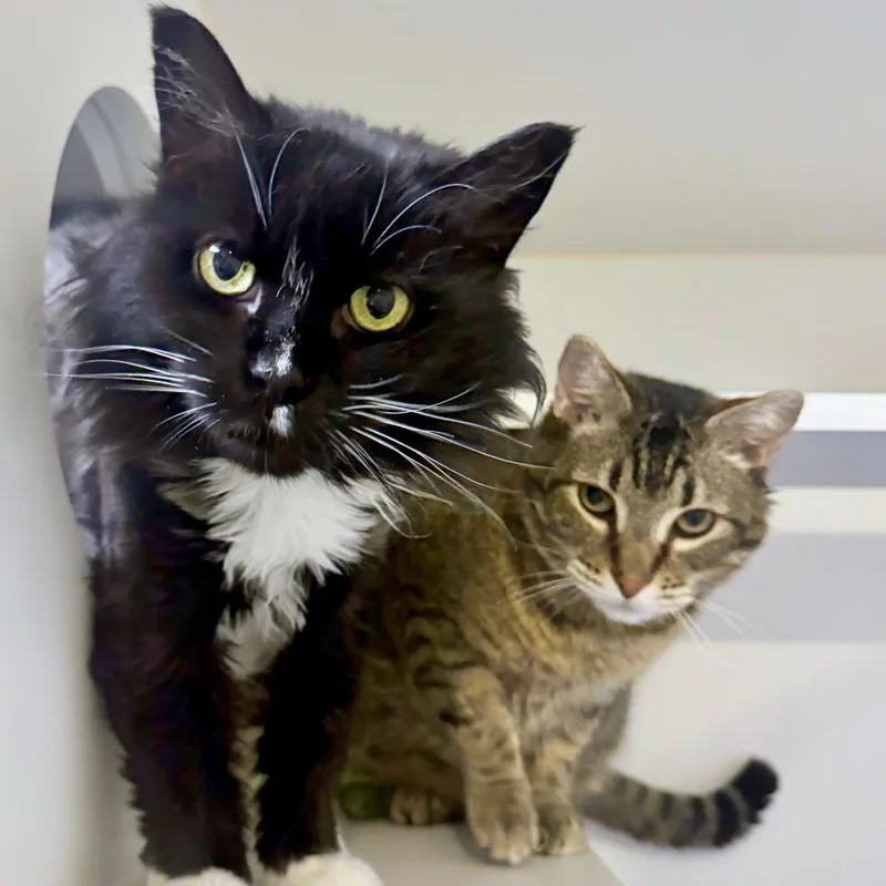 A senior large-sized male Brown / Chocolate Domestic Short Hair cat named Tiger for adoption in Woodinville, WA