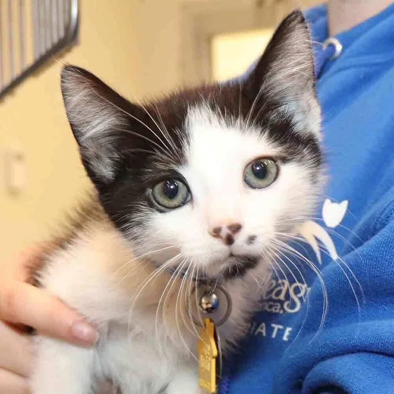 A baby small-sized male Domestic Short Hair cat named Nevets for adoption in Port Washington, NY