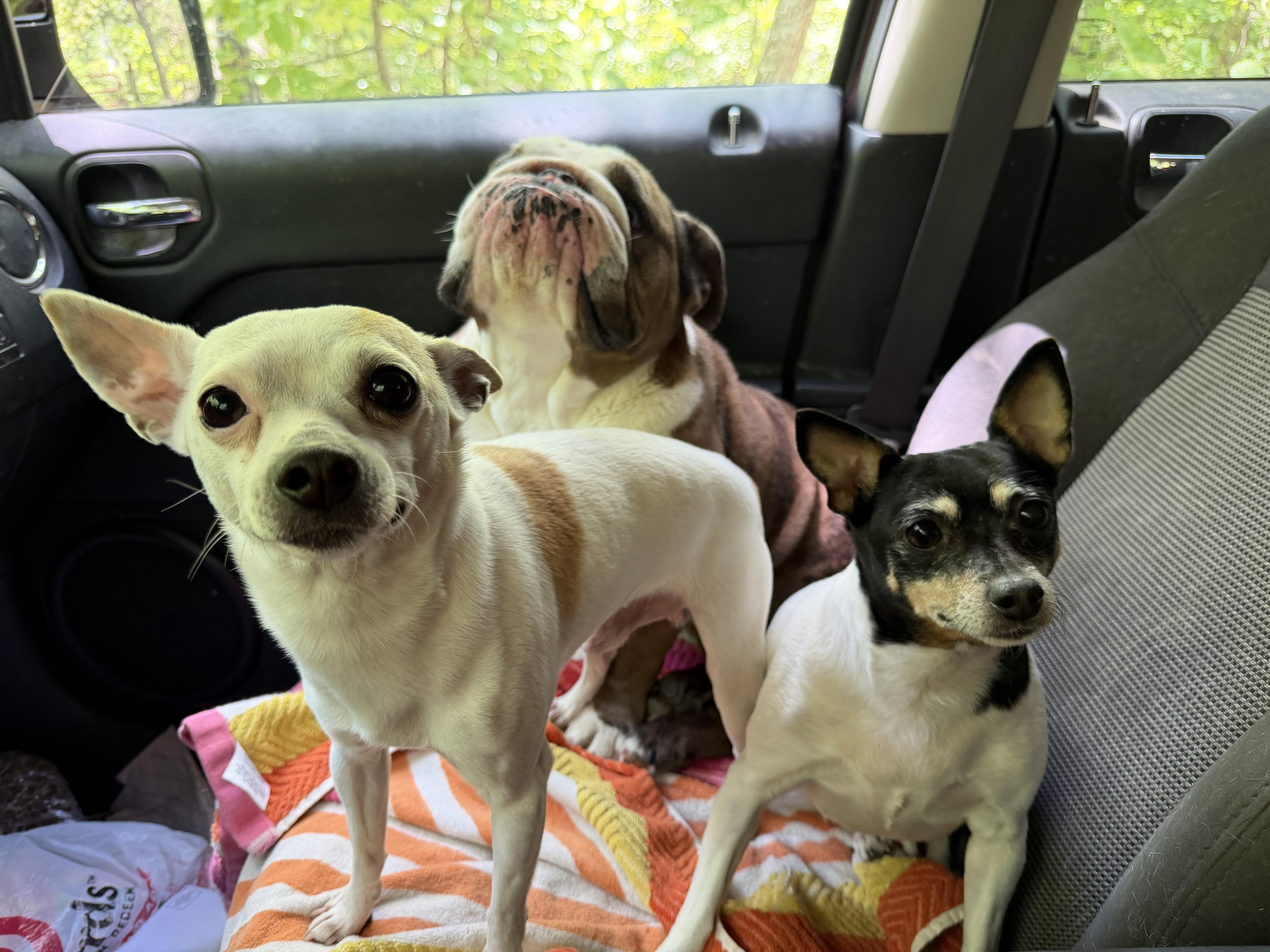 An adult small-sized male Brown / Chocolate Fox Terrier dog named Rex And Angel Baby for adoption in Bloomsdale, MO