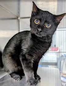 A baby medium-sized female Domestic Short Hair cat named Daphne for adoption in Fairfax, VA