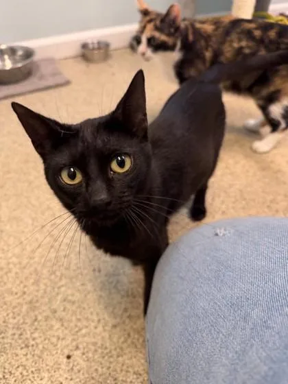 Bat
