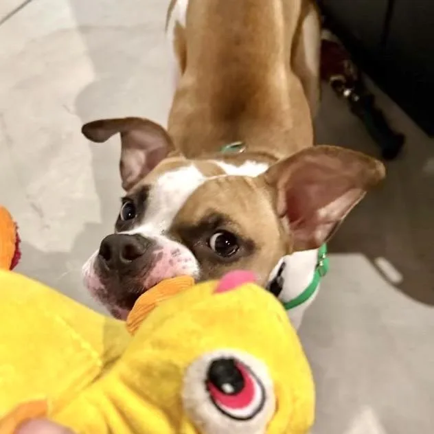 Biscotti thumbnail 3