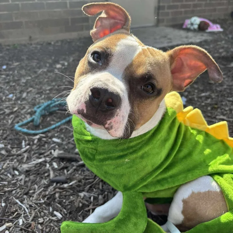 Biscotti thumbnail 4