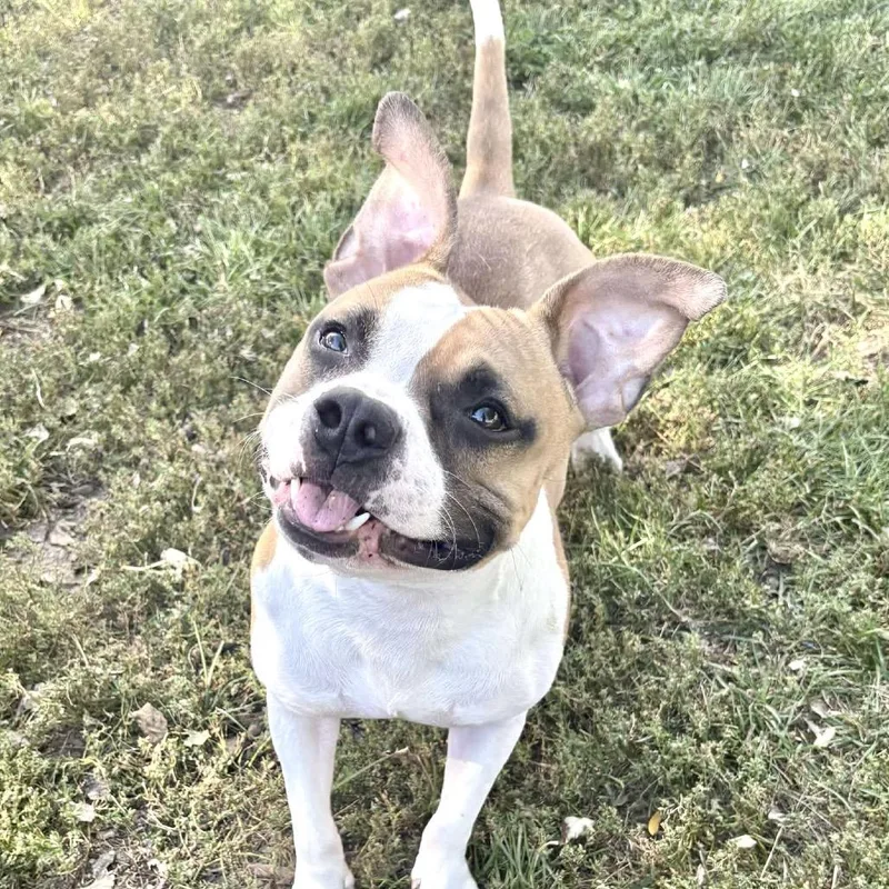 Biscotti thumbnail 5