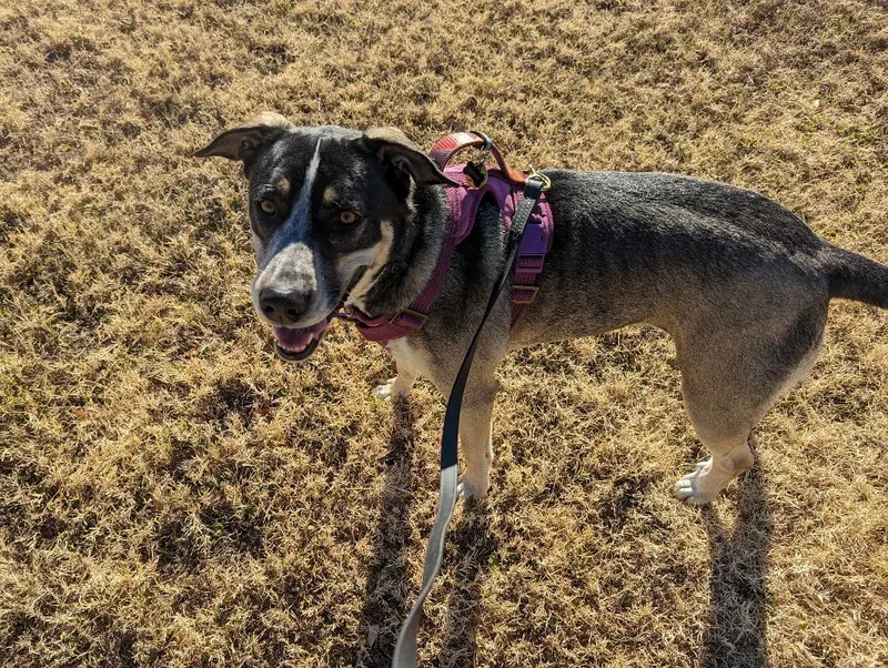 An adult large-sized female Bicolor German Shorthaired Pointer dog named Adelaide for adoption in Phoenix, AZ