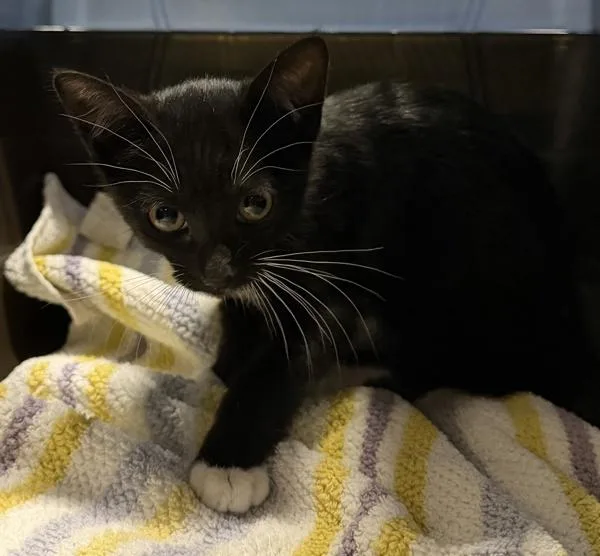A baby small-sized male Domestic Short Hair cat named Hoover for adoption in Escondido, CA