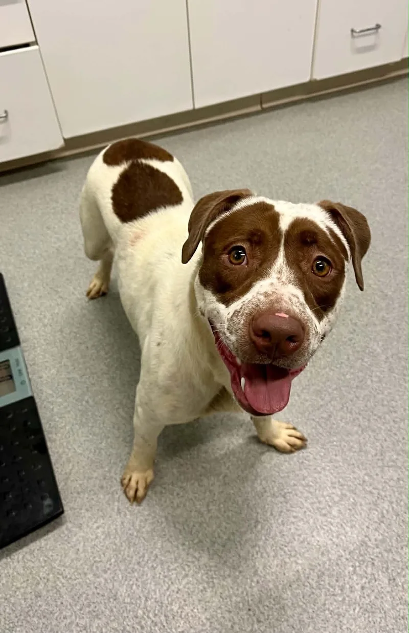 An adult medium-sized female Mixed Breed dog named Mochi for adoption in Moundsville, WV