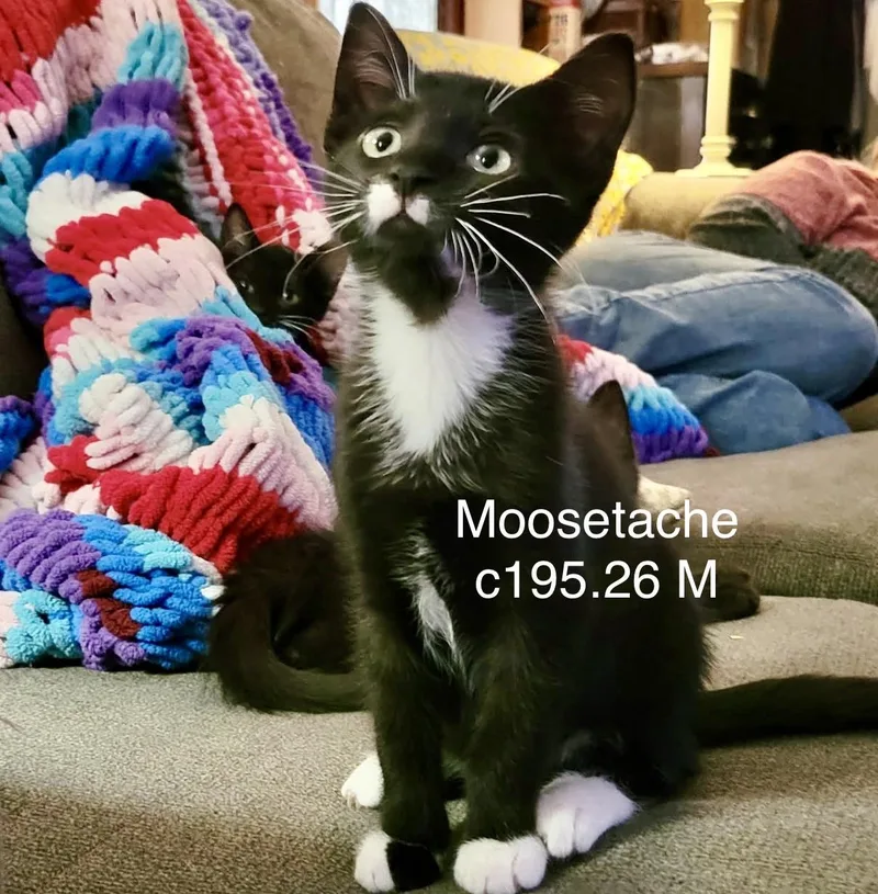 A baby medium-sized male Domestic Short Hair cat named Moosetache for adoption in Batavia, NY