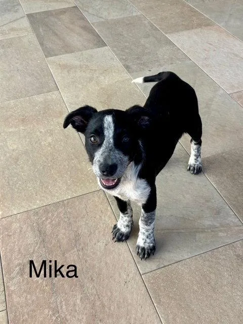 A baby medium-sized female Labrador Retriever dog named Mika for adoption in Lake Hopatcong, NJ