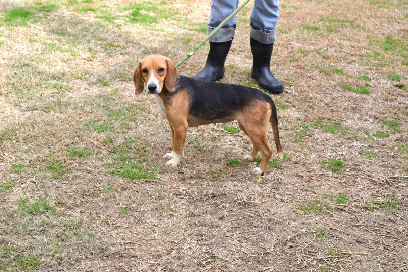An adult small-sized female Bicolor Beagle dog named Betty Bay for adoption in Jackson, LA
