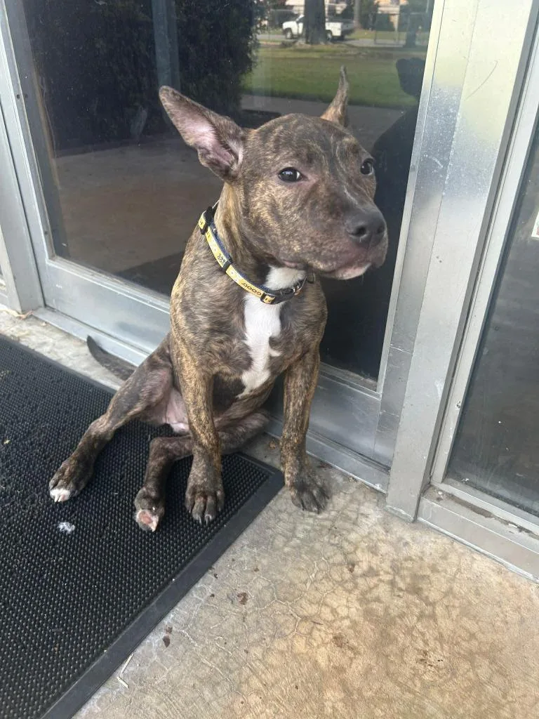 A young large-sized female Pit Bull Terrier dog named Reesie for adoption in Little Rock, AR