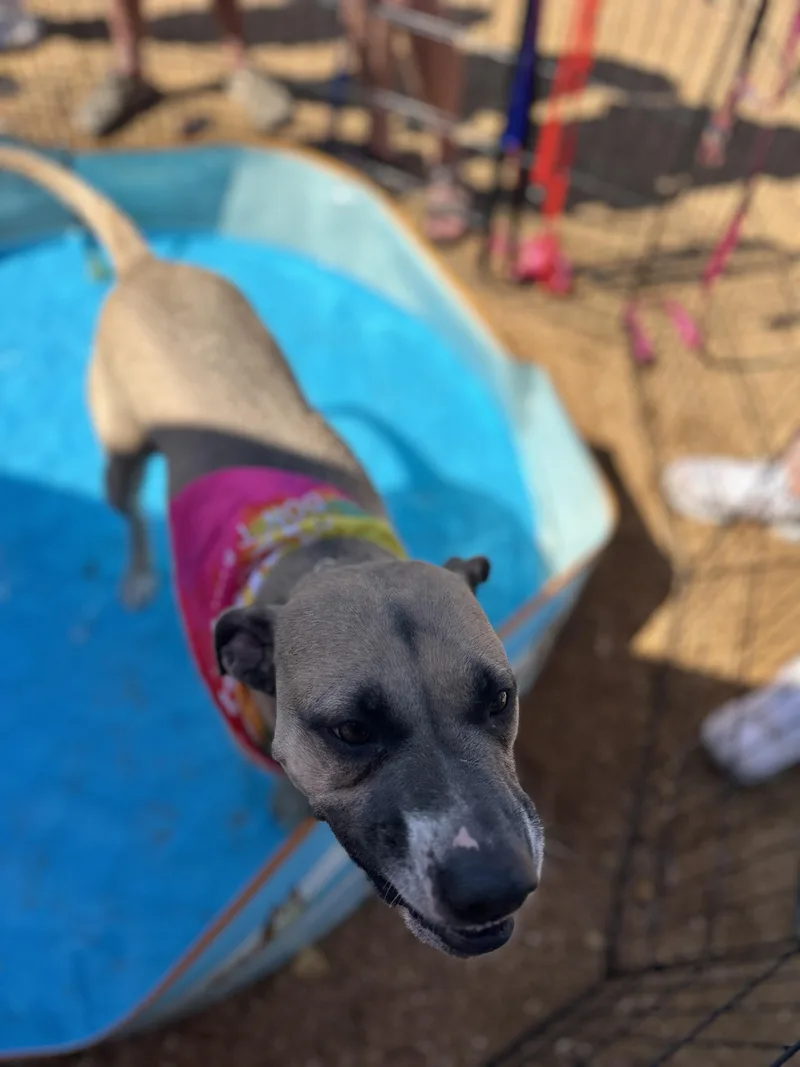 A young medium-sized female Black Mouth Cur dog named Jett for adoption in Choctaw, OK