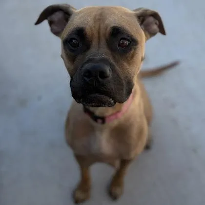 An adult medium-sized female Mixed Breed dog named Mika for adoption in Janesville, WI