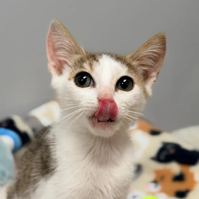A baby medium-sized male White Domestic Short Hair cat named Roo for adoption in miami, FL