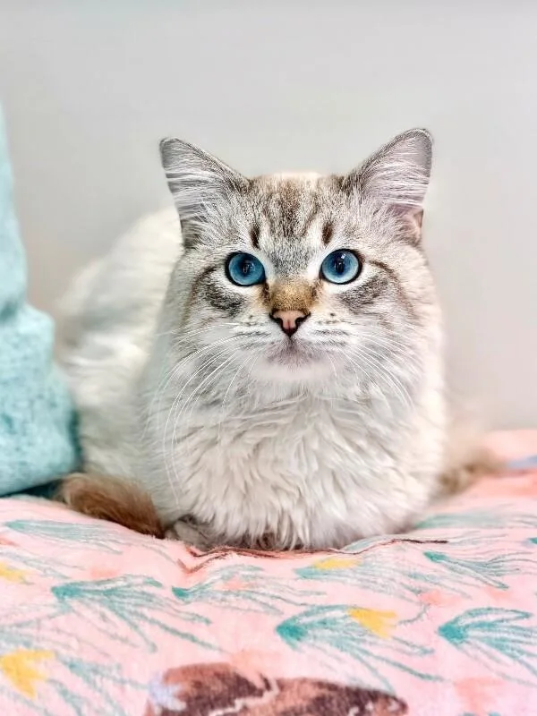 Derek Morgan thumbnail 3