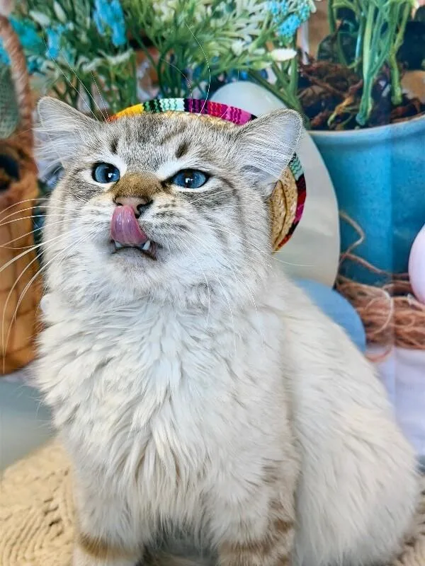 Derek Morgan thumbnail 4