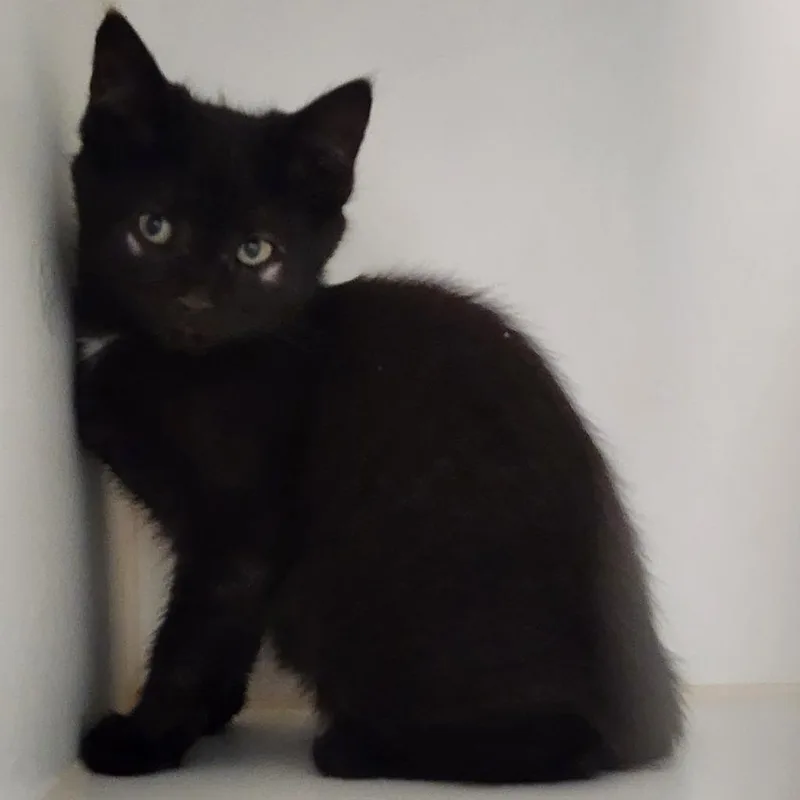 A baby small-sized female Black Domestic Short Hair cat named Ana for adoption in Middletown, NY