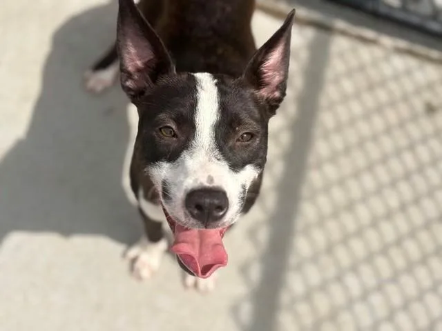 A young small-sized female Australian Cattle Dog / Blue Heeler dog named China for adoption in Tulsa, OK