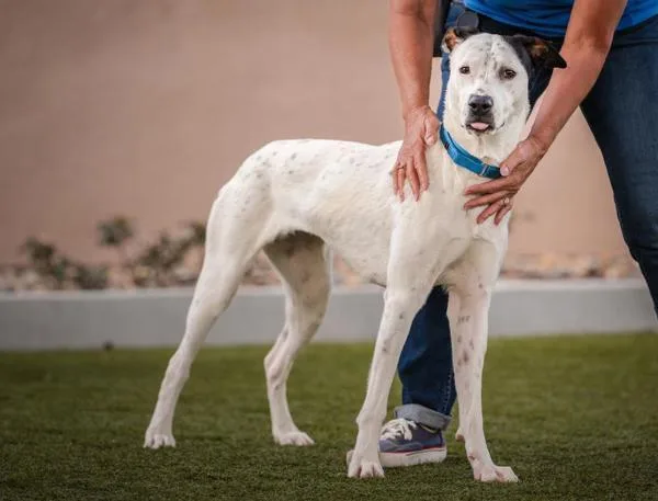 An adult large-sized female English Pointer dog named Godzilla Marie for adoption in San Diego, CA