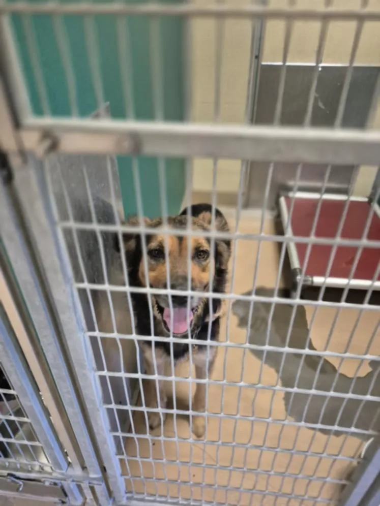 A young large-sized male German Shepherd Dog dog named A for adoption in Texas City, TX