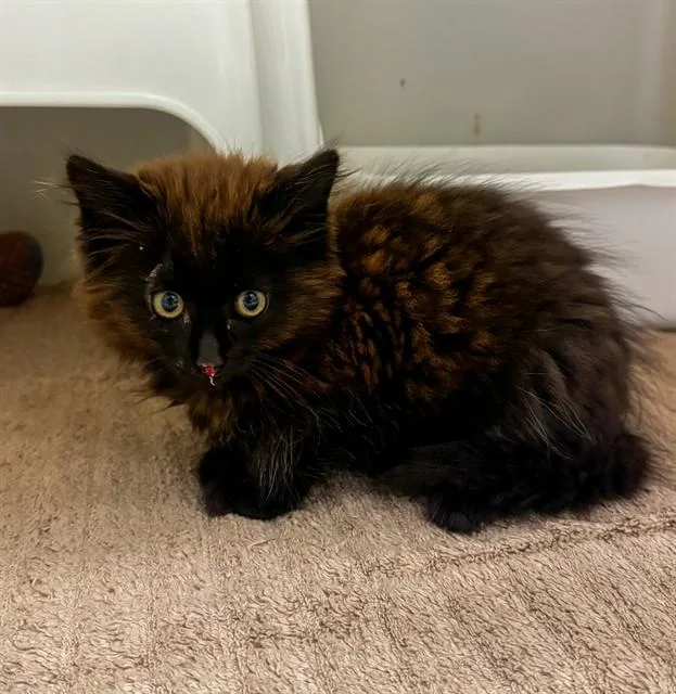 A baby small-sized female Domestic Long Hair cat named Marinara for adoption in Statesville, NC
