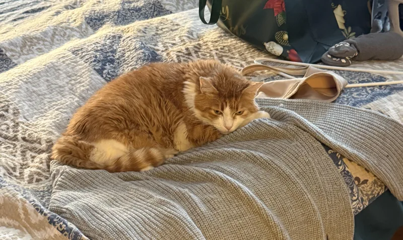 An adult extra large-sized male Tabby (Orange / Red) Maine Coon cat named Morris for adoption in Plain City, OH