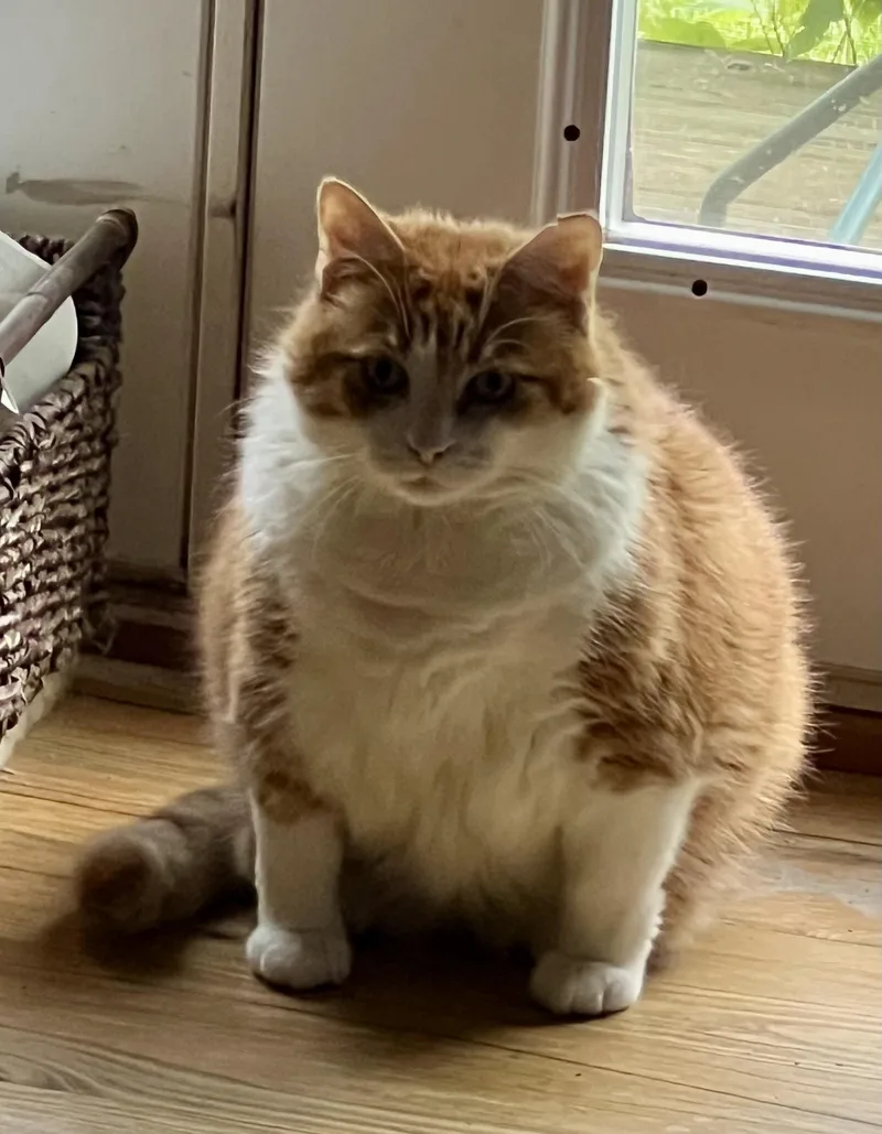Morris thumbnail 2