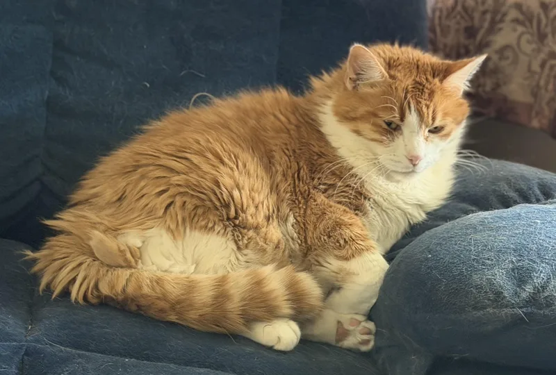 Morris thumbnail 6