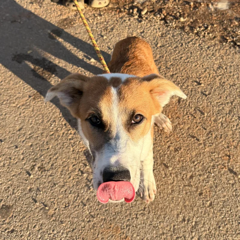 A young medium-sized male White / Cream Collie dog named Shaggy for adoption in Columbia, SC