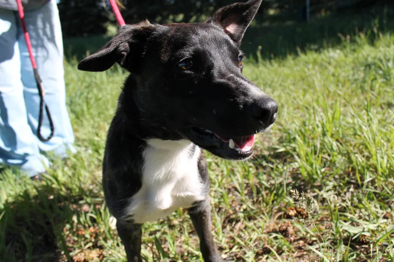 A baby medium-sized male Mixed Breed dog named Jack for adoption in McCall, ID