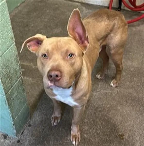 A young large-sized male Pit Bull Terrier dog named Cobblestone for adoption in Sacramento, CA