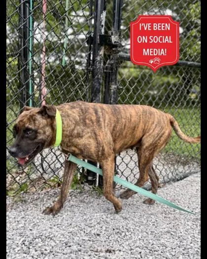 An adult medium-sized female Mixed Breed dog named Bridget for adoption in Cincinnati, OH