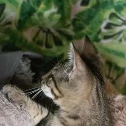 A baby medium-sized female Tabby (Brown / Chocolate) Domestic Short Hair cat named Willow for adoption in Liverpool, TX