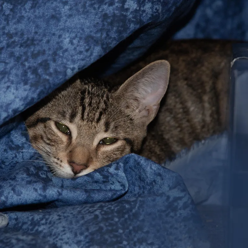 Willow thumbnail 4