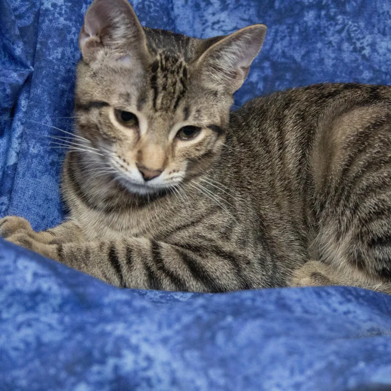 Willow thumbnail 5