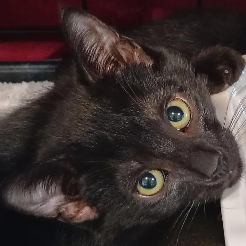 A baby medium-sized male Domestic Short Hair cat named Black Elm for adoption in Lincoln, CA