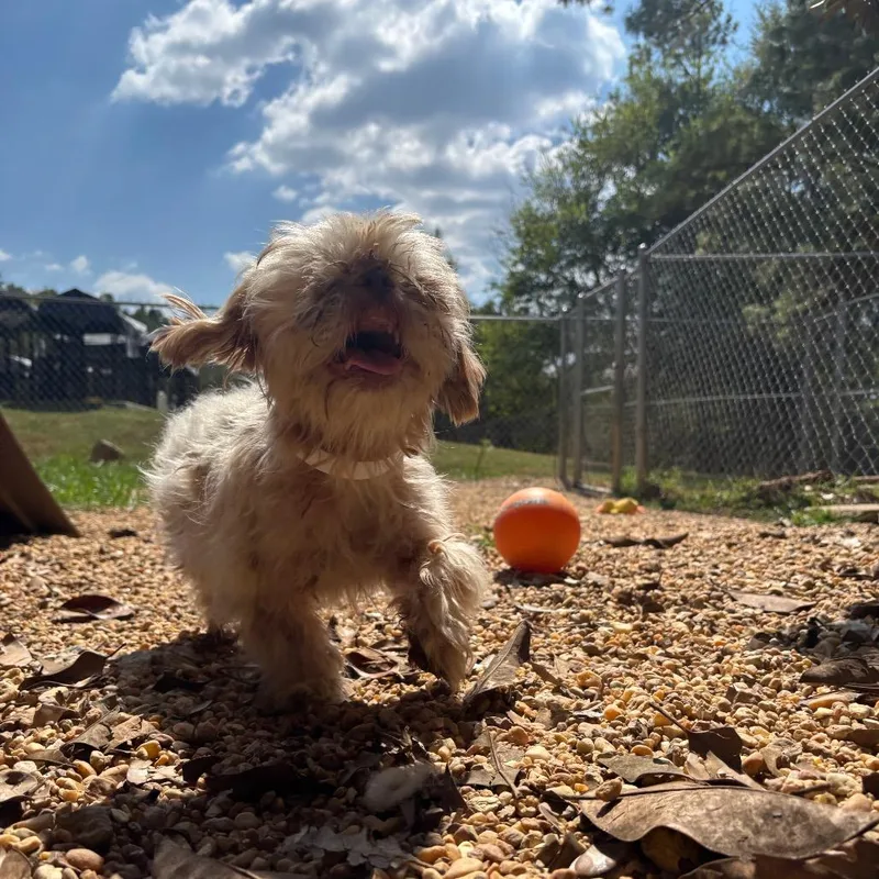 An adult small-sized male Apricot / Beige Shih Tzu dog named Emery for adoption in Birmingham, AL