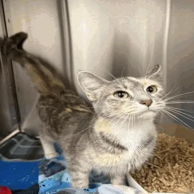 An adult medium-sized female Calico Domestic Short Hair cat named Martinique for adoption in Cincinnati, OH