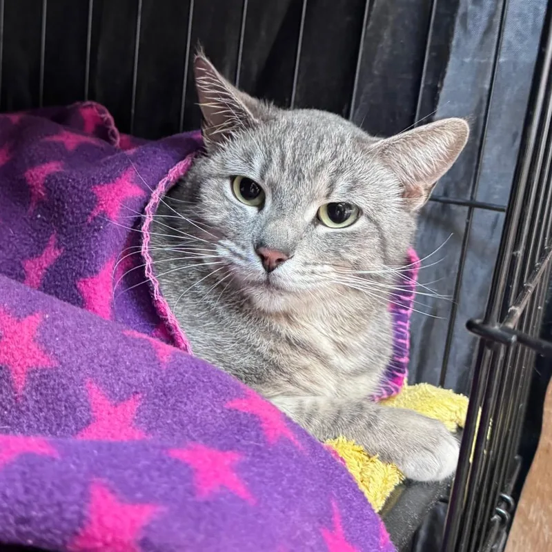 An adult medium-sized female Gray / Blue / Silver Domestic Short Hair cat named Mary Jane for adoption in Fredericksburg, TX