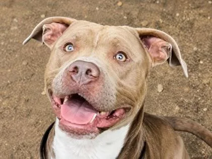 An adult large-sized male Yellow / Tan / Blond / Fawn Mixed Breed dog named Baron for adoption in Georgetown, TX