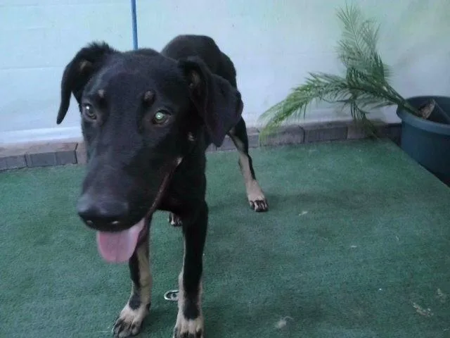 A young medium-sized male German Shepherd Dog dog named Jocko for adoption in Baldwin Park, CA