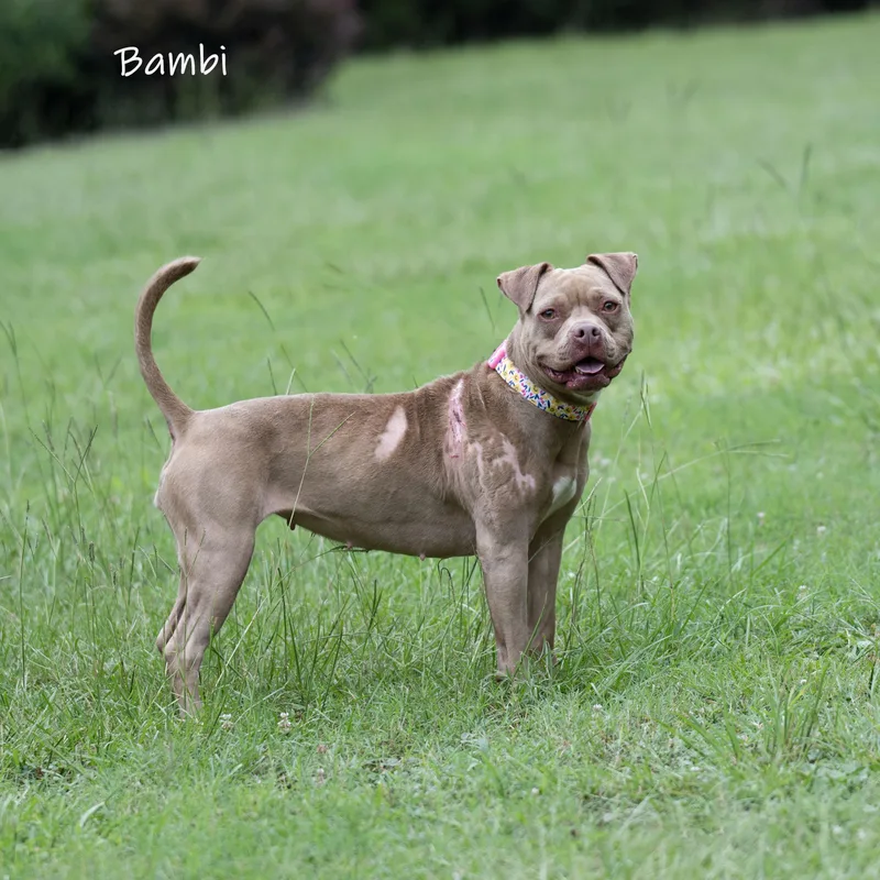 Bambi thumbnail 3