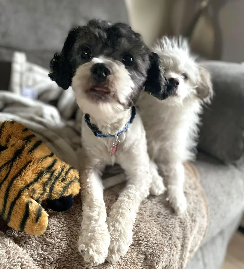 Edison & Piper thumbnail 2