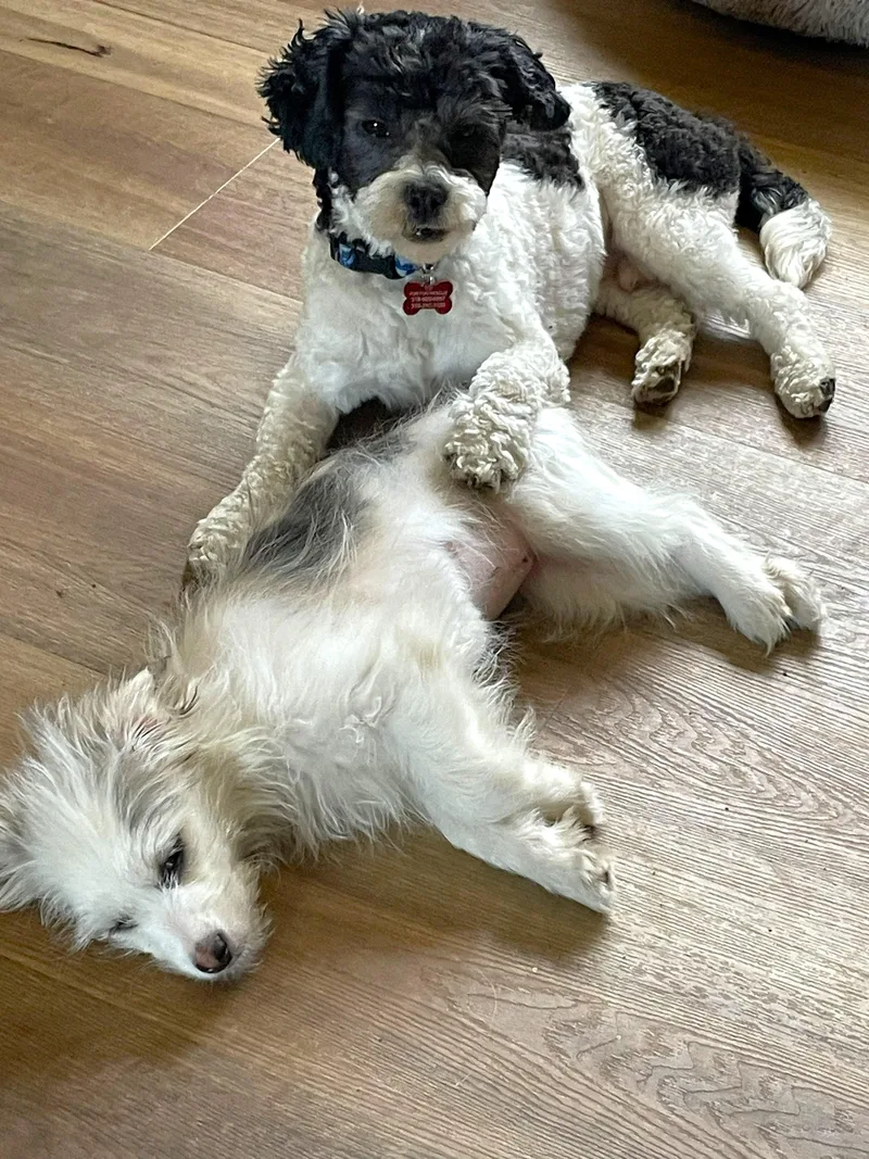 Edison & Piper thumbnail 3