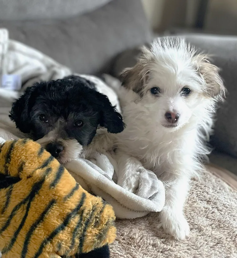 Edison & Piper thumbnail 4