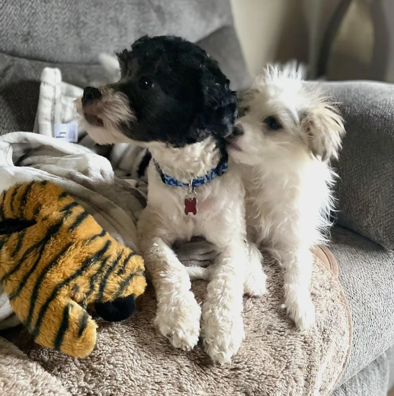 Edison & Piper thumbnail 6