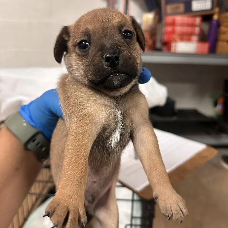 A baby medium-sized male Brown / Chocolate Mixed Breed dog named Arthur The King A for adoption in Edinburg, TX